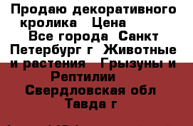 Продаю декоративного кролика › Цена ­ 500 - Все города, Санкт-Петербург г. Животные и растения » Грызуны и Рептилии   . Свердловская обл.,Тавда г.